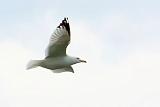 Gull In Flight_DSCF00845